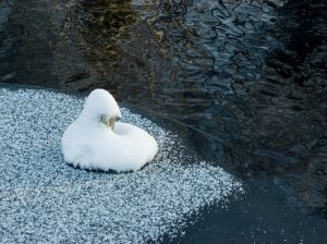 "Я РАЗЛЮБИЛА ВАС!"... (Фото Ирины Клименко (СПб) - Поёт Клавдия Шульженко)
