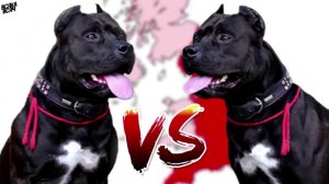 5 САМЫХ ОПАСНЫХ пород собак!