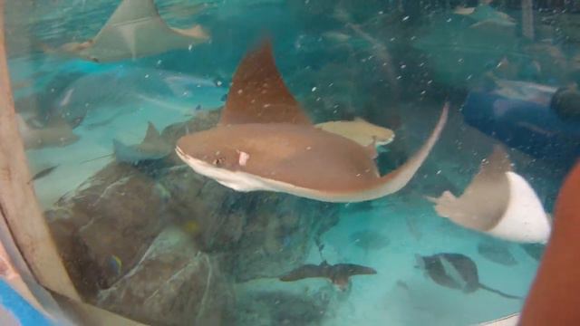 Adventure Cove Waterpark смотреть онлайн