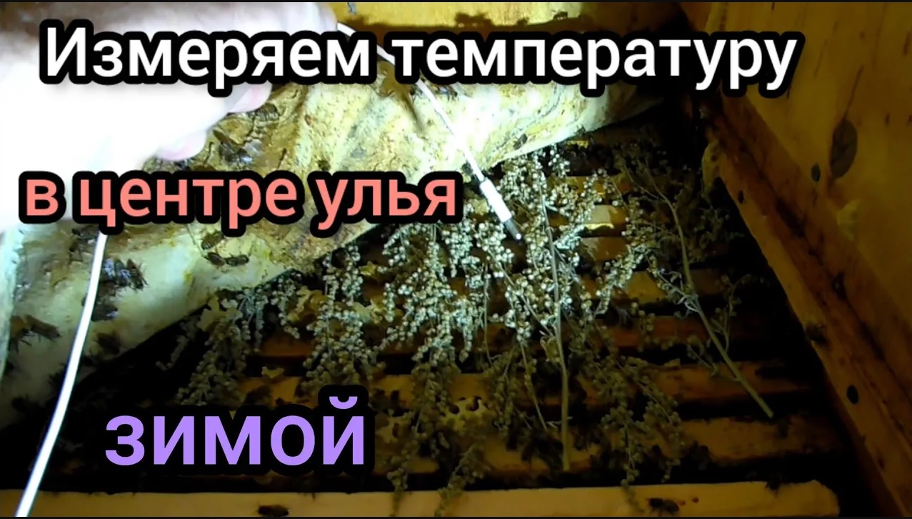 Какая температура в центре клубы пчёл зимой. смотреть онлайн