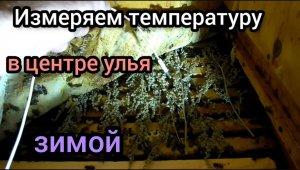Какая температура в центре клубы пчёл зимой.