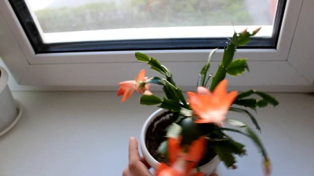 Декабрист цветет в апреле. ? [Надежда и мир] смотреть онлайн