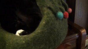 Кошки. Лучшее видео для детей :)