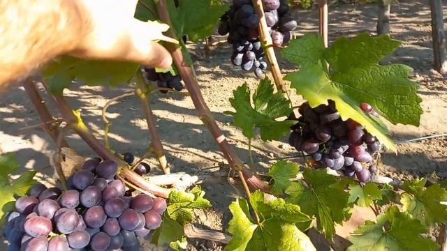 Виноград Подарок несветая 2021 смотреть онлайн