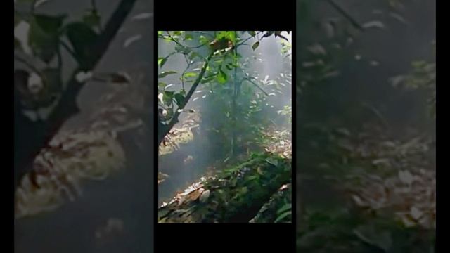 Звуки природы в весеннем лесу (пение птиц,  кузнечики)