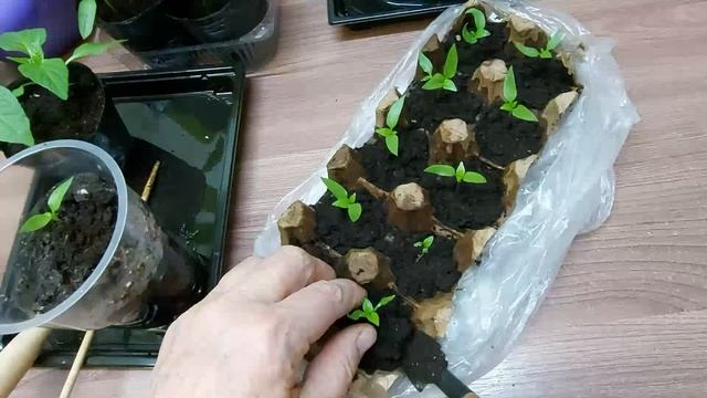 Пересадка перца. Пикировка рассады из лотков из-под яиц в стаканчики