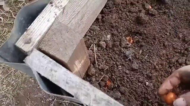 Апрель, посадка лука на головку. смотреть онлайн