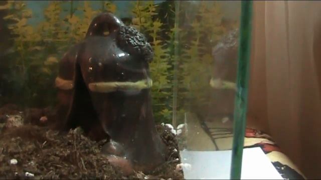 Пауки птицееды - Домашние животные смотреть онлайн