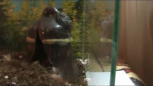 Пауки птицееды - Домашние животные