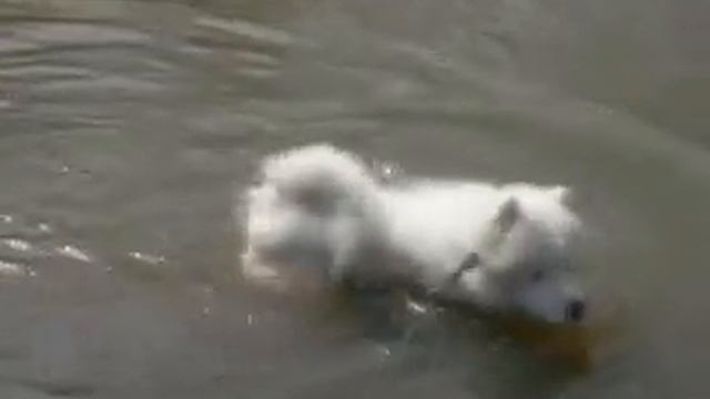 самоед Бай 4 мес Купание в апреле))) смотреть онлайн