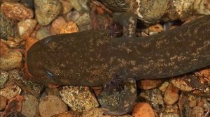 АМБИСТОМА КОПА - Играющая в воде