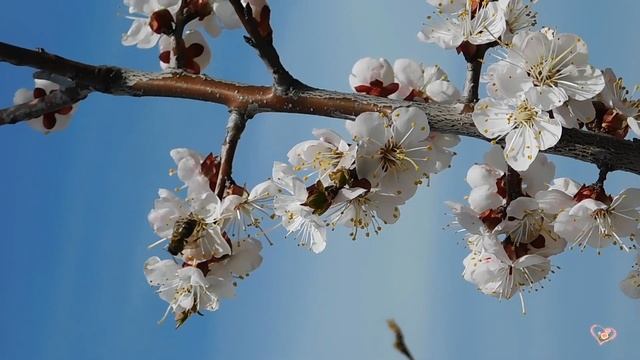 МЕНЯЮ ЗИМУ НА ВЕСНУ ~✿~... Легкая приятная музыка...