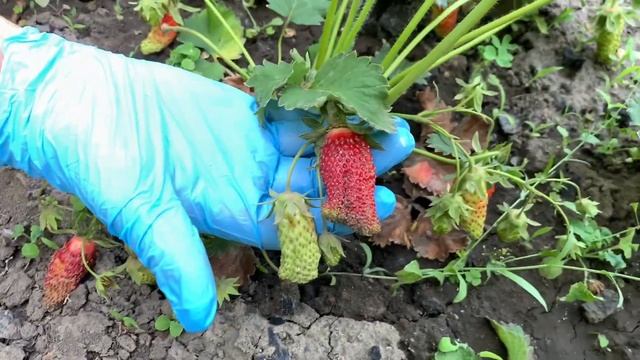 Обалденная земклуника "Купчиха"