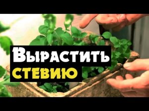 Как вырастить стевию - медовая трава