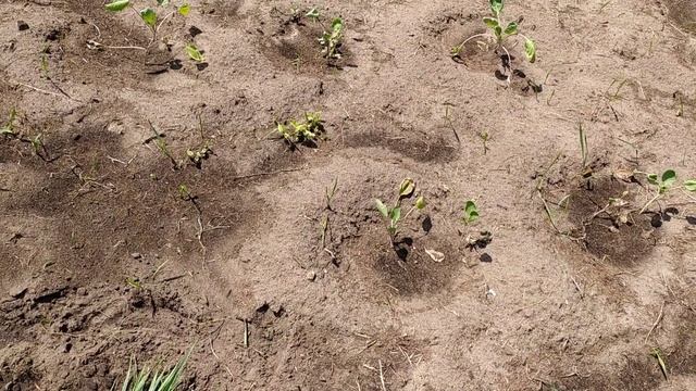 Спасаем томаты и огурцы от жары. Мульчируем свои растюшки! смотреть онлайн