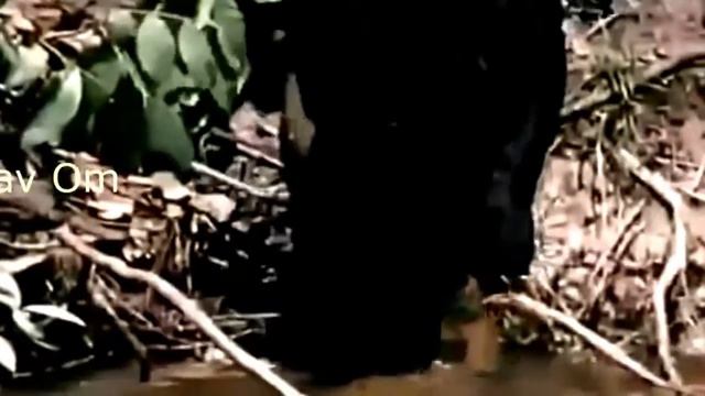 жестокая схватка змея и большая кошка смотреть онлайн