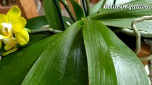 Phalaenopsis Joy Spring Canary