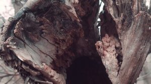 @Гульмира Избасханова "Сени Суйем"@ Gulmira Izbaskhanova