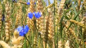 Васильковое поле