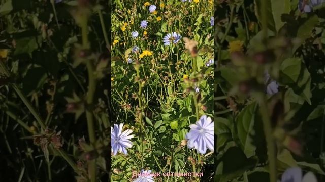 Лучше чем кофе смотреть онлайн