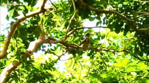 Indian grey hornbill (Ocyceros birostris) - Gray Hornbill Video - Grey Hornbill Bird-Indian Hornbil