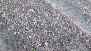 Какую азотную и калиевую подкормку выбрать для озимого чеснока весной для наращивания зеленой массы