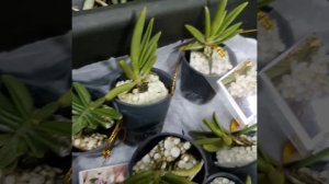 Schoenorchis scolopendria и другие мини орхидеи.