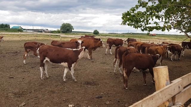 Частна ферма КРС герефорд. Оптовая продажа Герефорд. Private cattle farm hereford. Wholesale смотреть онлайн