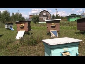 ЧТО БУДЕТ ЕСЛИ ОБЬЕДИНИТЬ СЕМЬЮ ТРУТОВКУ С НОРМАЛЬНОЙ ПЧЕЛОСЕМЬЁЙ