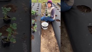 Осенняя посадка клубники (земляники крупноплодной) в средней полосе России