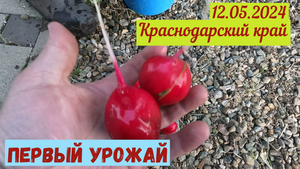 Краснодарский край. Первый урожай(12.05.2024)