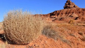Перекати-поле: самое быстрое вторжение растений в истории США