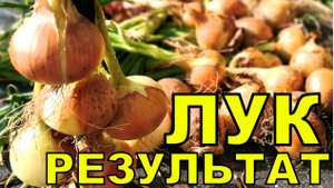 Недаром бабушка учила ЛУК сажать. Результат опять отличный. Хватит на 3 семьи
