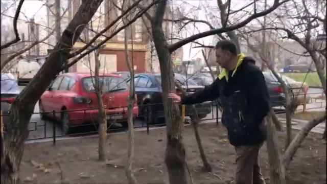 Живая изгородь из ивы ,какой выбрать сорт,важно знать!!! смотреть онлайн