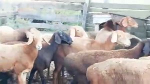 Случка гиссарских овец в хозяйстве Камчатного