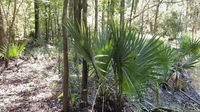 Wild Native Sabal Minors Wilmington NC pt.3 2021 смотреть онлайн