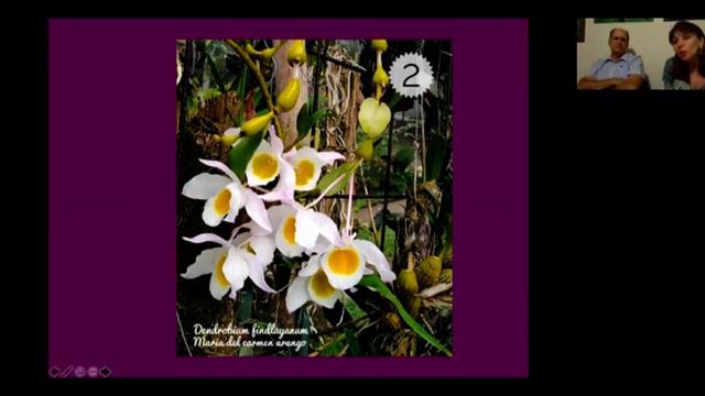 JUZGAMIENTO VIRTUAL DE ORQUÍDEAS - AGOSTO 2020 смотреть онлайн