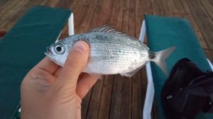 Рыбалка в Турции Морская рыбалка в Аланье Меланур и мырмыр Антлантический землерой Облада видео