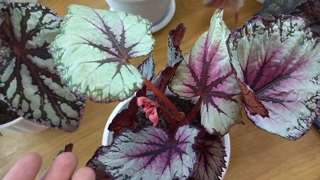 Комнатные растения.Обзор сортовых декоративно-лиственных бегоний. Названия сортов. смотреть онлайн