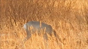 Охота на сибирскую косулю.Охота с видео камерой. Jagd auf Sibirisches Reh..mit Kamera.