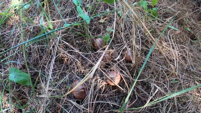 Сбор маслят! Грибы 2020 смотреть онлайн