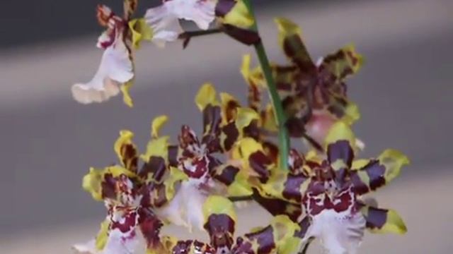 Odontioda Wild Cat orchid blowing in the wind смотреть онлайн