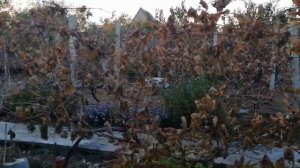 ФЕЙХОА и приморозки.