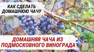 ДОМАШНЯЯ ЧАЧА  ИЗ ВИНОГРАДА. РЕЦЕПТ ЧАЧИ. СТАВИМ БРАГУ ДЛЯ ЧАЧИ (ВИНОГРАДНЫЙ САМОГОН, ГРАППА)