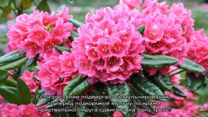 Чем подкормить рододендрон после цветения