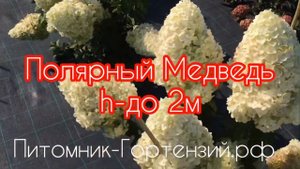Гортензия метельчатая Полярный Медведь “Polar Bear”