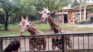 Как кушают жирафы