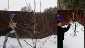 Обрезка 5 летней груши часть 2