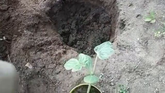 АРБУЗ. ПОСАДКА АРБУЗОВ В ГРУНТ. ВЫРАЩИВАНИЕ АРБУЗОВ В ОТКРЫТОМ ГРУНТЕ И ТЕПЛИЦЕ.  ВЫСАДКА АРБУЗОВ.
