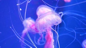 AQUARIUM 4K VIDEO (ULTRA HD) 🐠 11 Hours of Beautiful Coral Reef Fish - Sleep Relax Meditation Music